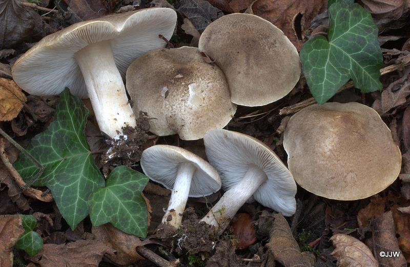 Tricholoma striatum